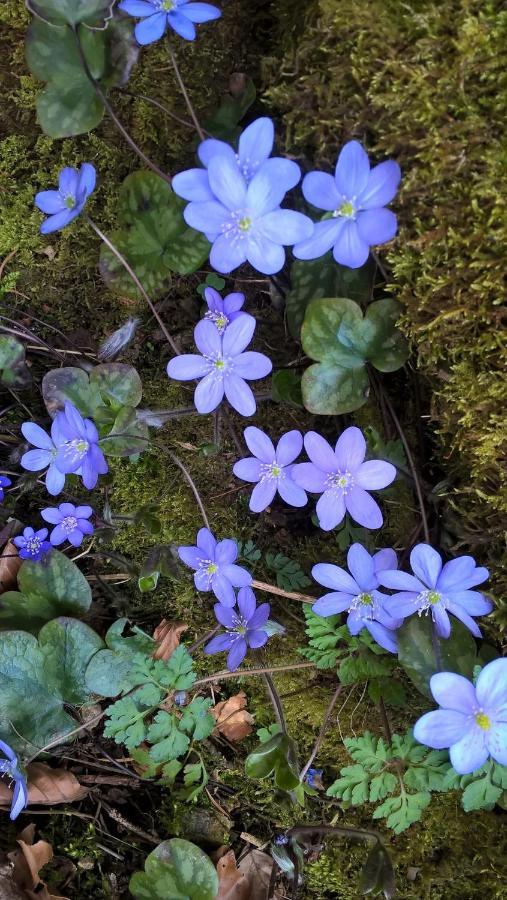 B&B Ai Pini Tiarno di Sopra Dış mekan fotoğraf